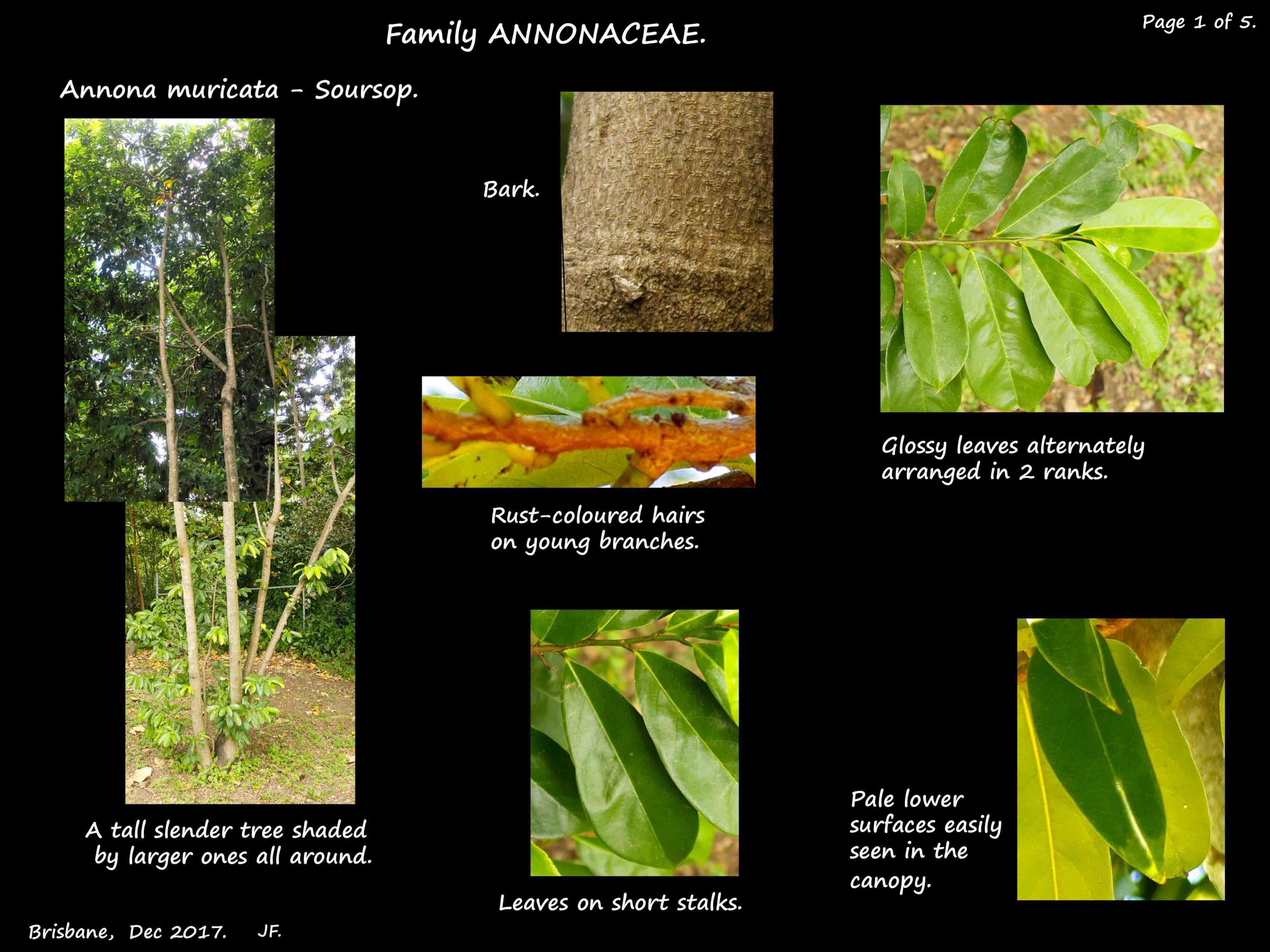 1 Annona muricata leaves